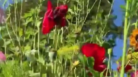 Sissy Summer house Dreams three