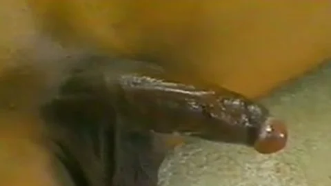 Vintage Lisa Lawrence