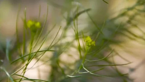 Ts Aubrey Kate Flower girls